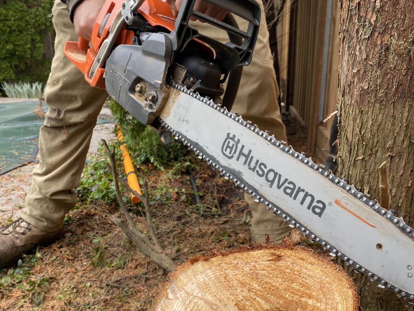 Tree Removal & Cleanup